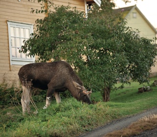 Den store elgbestand i Nord-Norge skaper ulike utfordringer.
