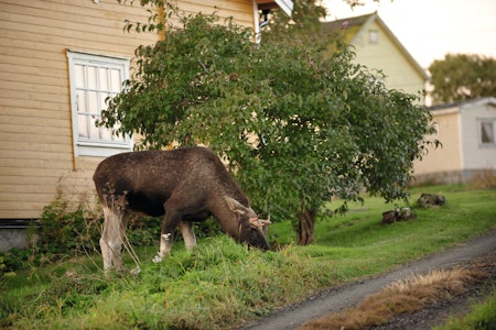 HAGEBEITING: Den store elgbestand i Nord-Norge skaper ulike utfordringer. Den store elgbestand i Nord-Norge skaper ulike utfordringer.