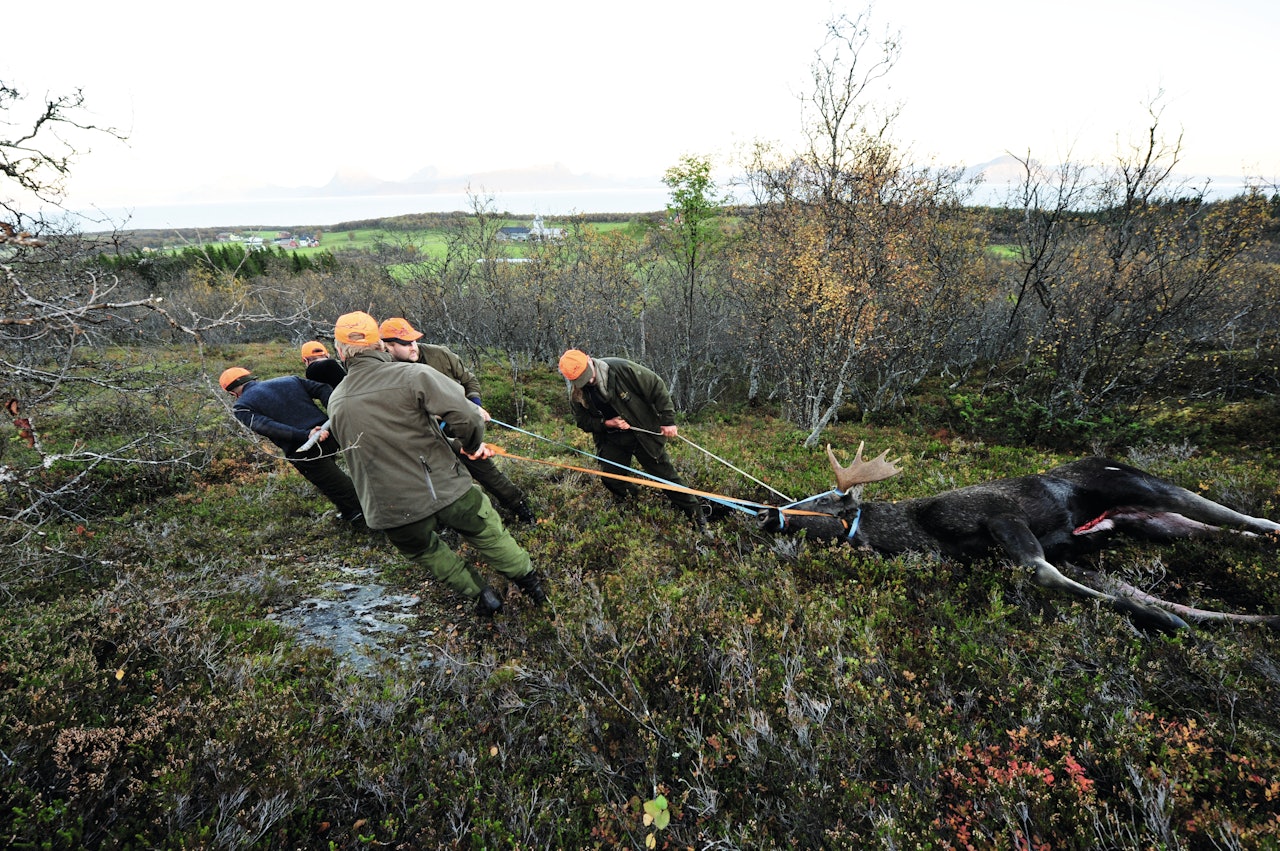 SETT OG SKUTT: Med ny versjon blir storviltjakta litt smidigere. Ill.foto: Atle Skjelde Nordland er landets tredje største elgfylke etter Trøndelag og Innlandet.