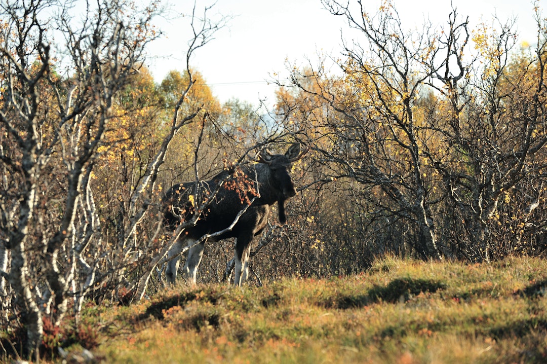 Den store bestandstettheten av elg på flere øyer i Nord-Norge er neppe bærekraftig på lang sikt.