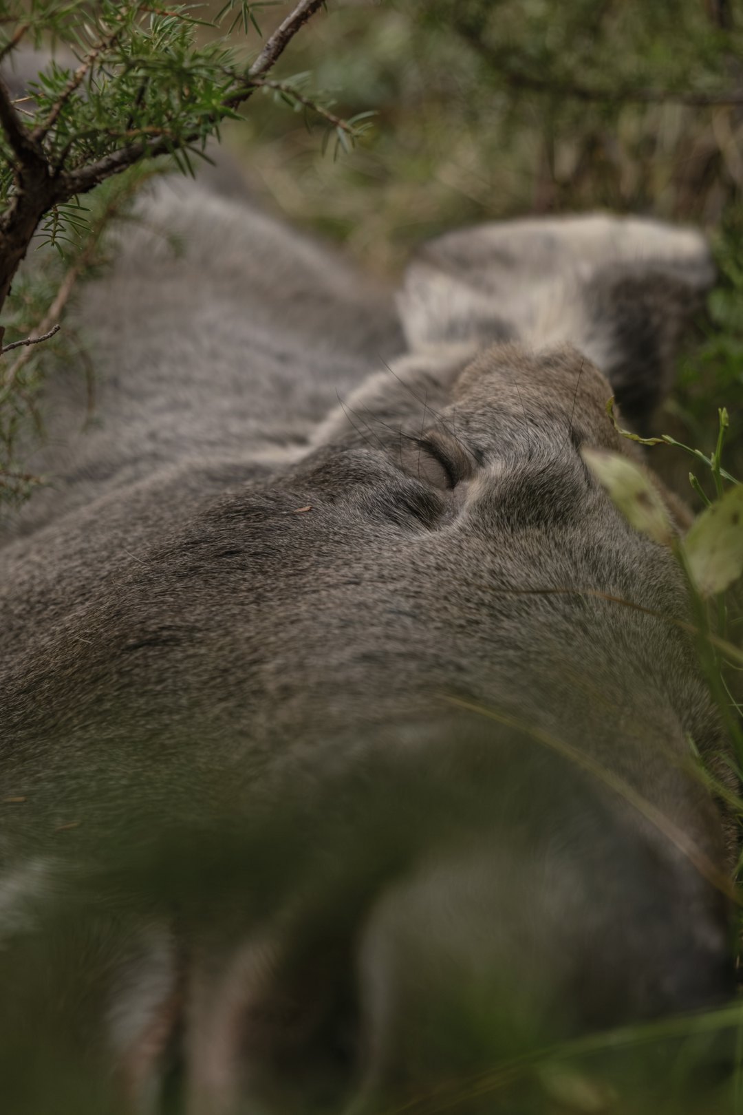 FØRSTEPLASS: Dette elgbildet samlet flest stemmer fra folkejuryen. Foto: Thomas Eiesar Elgjakt