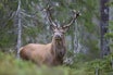 BRUNSTBUKK: Storbukkene felles ofte under brunsten. Nå ønsker Statskog at bukkene skal fredes i oktober. Foto: Erlend Haarberg / Samfoto BRUNSTBUKK: Storbukkene felles ofte under brunsten. Nå ønsker Statskog at bukkene skal fredes i oktober. BRUNSTBUKK: Storbukkene felles ofte under brunsten. Nå ønsker Statskog at bukkene skal fredes i oktober. Foto: Erlend Haarberg / Samfoto