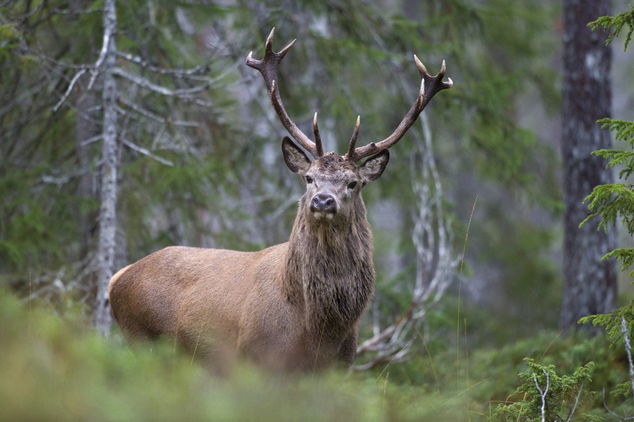 HJORT: Bestanden øker fortsatt. I Vestland-fylke holder avskytningen seg stabil, samtidig som slaktevektene har en negativ trend. Foto: Erlend Haaberg / Samfoto HJORT: Bestanden øker fortsatt. I Vestland-fylke holder avskytningen seg stabil, samtidig som slaktevektene har en negativ trend. Foto: Erlend Haaberg / Samfoto