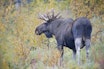 STOROKSE: Vi kan påvirke stammen av hjortevilt ved å rette avskytingen hardere. Arkivfoto: Erlend Haarberg / Samfoto STOROKSE: Vi kan påvirke stammen av hjortevilt ved å rette avskytingen hardere. Arkivfoto: Erlend Haarberg / Samfoto