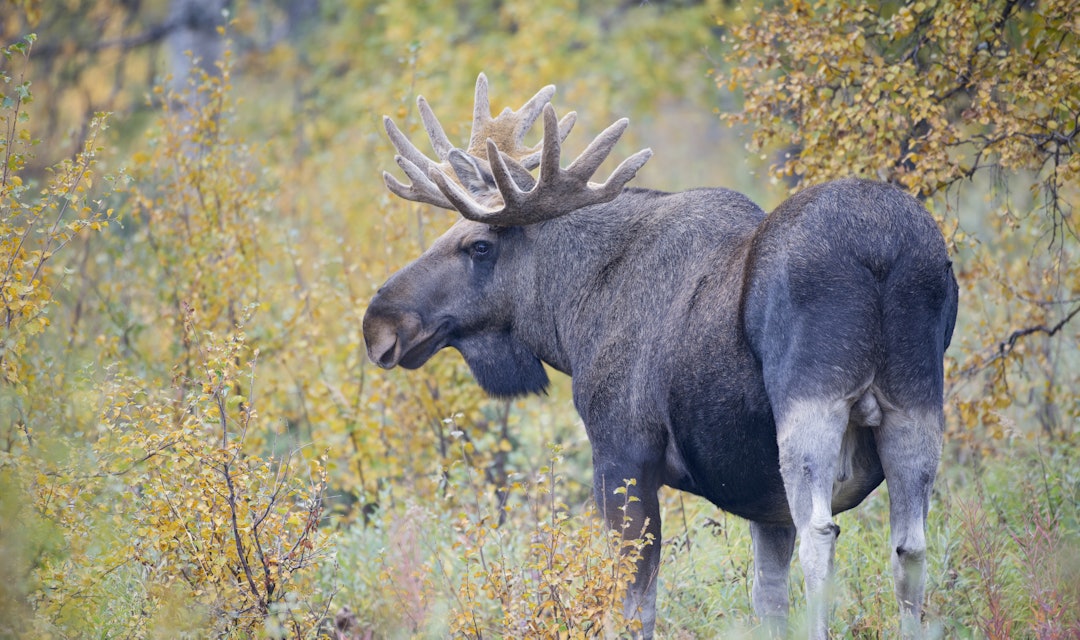 STOROKSE: Vi kan påvirke stammen av hjortevilt ved å rette avskytingen hardere. Arkivfoto: Erlend Haarberg / Samfoto STOROKSE: Vi kan påvirke stammen av hjortevilt ved å rette avskytingen hardere. Arkivfoto: Erlend Haarberg / Samfoto