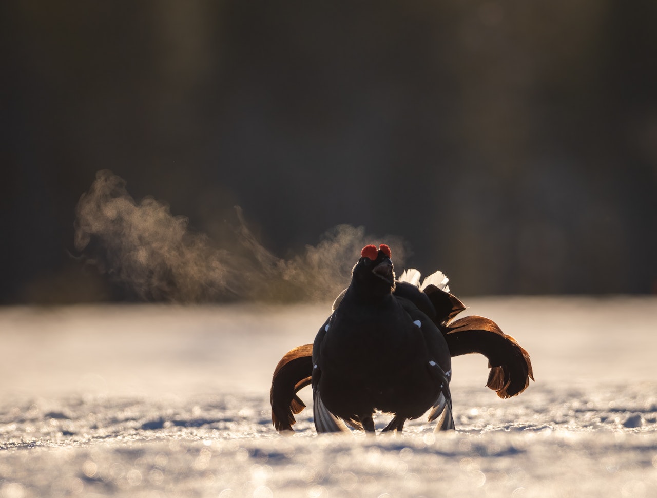 BLINKSKUDD: Har du truffet blink med kamera? Da vil vi veldig gjerne se det i fotokonkurransen. Foto: Jo Stenersen Orreleik