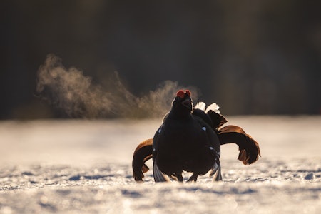 BLINKSKUDD: Har du truffet blink med kamera? Da vil vi veldig gjerne se det i fotokonkurransen. Foto: Jo Stenersen Orreleik
