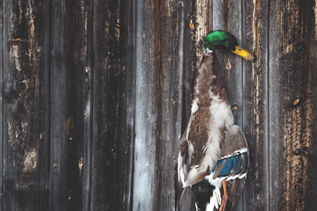 BRA MAT: Stokkanda er en fantastisk råvare og et underbeskattet vilt i Norge. BRA MAT: Stokkanda er en fantastisk råvare og et underbeskattet vilt i Norge.