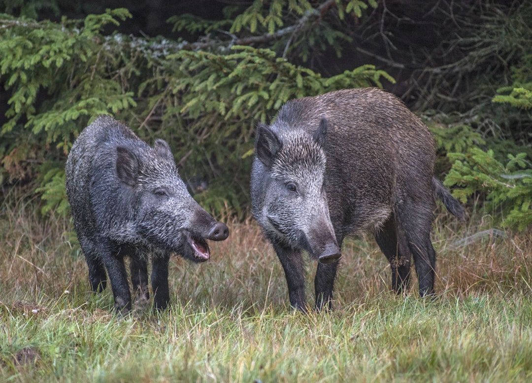 KREVENDE: Ettersøk etter et skadd villsvin er ikke noe alle hunder, eller hundeførere takler. De ti ekvipasjene som NJFF har utdannet er spredt utover i området langs svenskegrensen der det er observert mest villsvin. (Foto: Steinar Myhr / Samfoto) KREVENDE: Ettersøk etter et skadd villsvin er ikke noe alle hunder, eller hundeførere takler. De ti ekvipasjene som NJFF har utdannet er spredt utover i området langs svenskegrensen der det er observert mest villsvin. (Foto: Steinar Myhr / Samfoto)