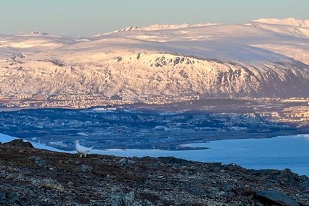 BLINKSKUDD: Sitter du inne med et godt bilde? Send inn og bli med. Foto: Markus D. Holmer