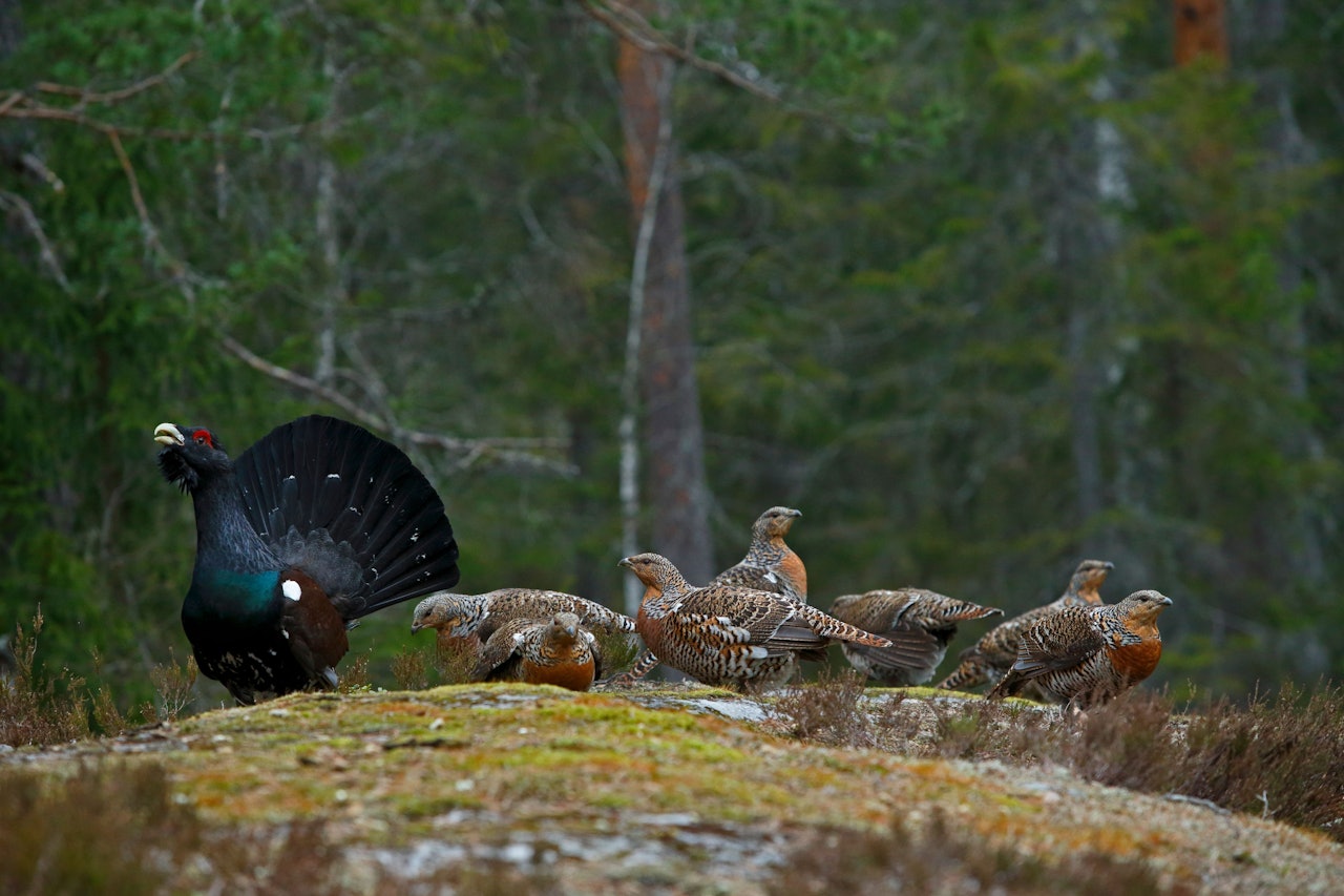 TIURLEIK: Om våren samles hannene på bestemte leikeplasser, hvor de spiller og viser seg for hunnene. Foto: Tom Schandy tiurleik