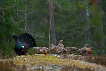 TIURLEIK: Om våren samles hannene  på bestemte leikeplasser, hvor de spiller og viser seg for hunnene. Foto: Tom Schandy tiurleik