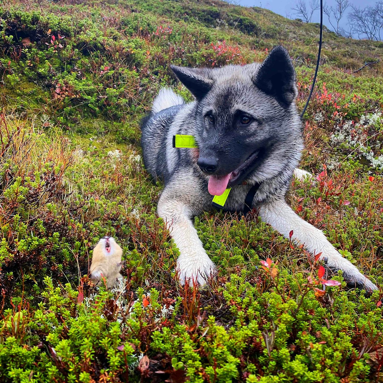 RUNDEVINNER: Når David møter Goliat på elgjakt. Foto: Eirik Dale. RUNDEVINNER: Når David møter Goliat på elgjakt. Foto: Eirik Dale.