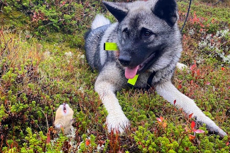 RUNDEVINNER: Når David møter Goliat på elgjakt. Foto: Eirik Dale. RUNDEVINNER: Når David møter Goliat på elgjakt. Foto: Eirik Dale.