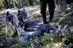 MÅTEHOLD: Vi må nok kjapt venne oss til at elgbestanden aldri når gamle høyder igjen. (FOTO: Lisa Irvall / GT / SCANPIX) Foto: Lisa Irvall / GT / SCANPIX /