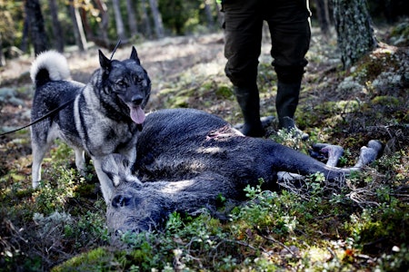 MÅTEHOLD: Vi må nok kjapt venne oss til at elgbestanden aldri når gamle høyder igjen. (FOTO: Lisa Irvall / GT / SCANPIX) Foto:  Lisa Irvall / GT / SCANPIX /
