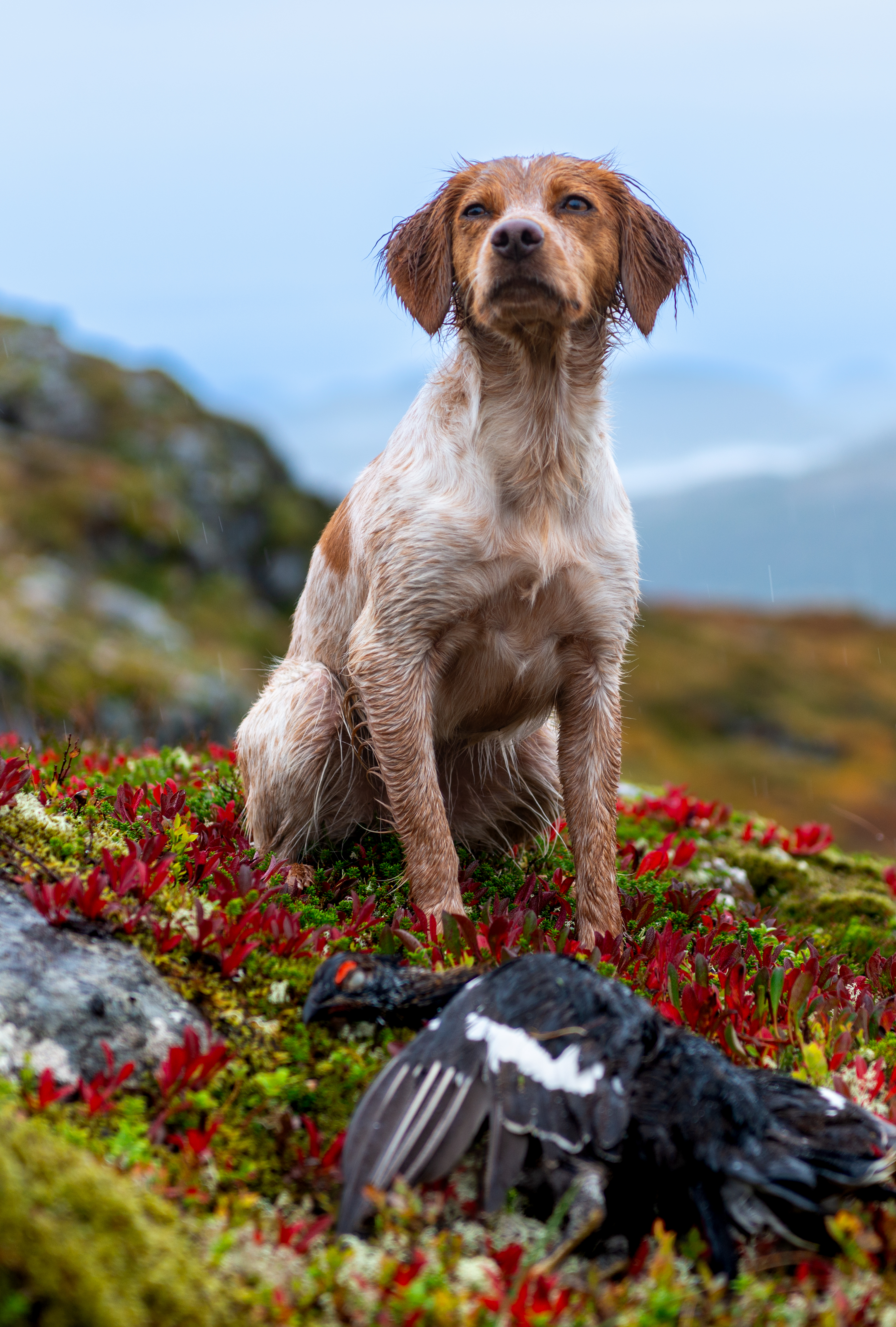 GOD NESE: Nemi har vist gode tendenser så langt i sin jaktkarriere. Foto: Privat.