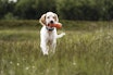 GJENSTANDSINTERESSE: Skap god gjenstandsinteresse så hunden har et ønske om å både hente og finne det du kaster eller legger ut. GJENSTANDSINTERESSE: Skap god gjenstandsinteresse så hunden har et ønske om å både hente og finne det du kaster eller legger ut.