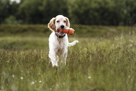 GJENSTANDSINTERESSE: Skap god gjenstandsinteresse så hunden har et ønske om å både hente og finne det du kaster eller legger ut. GJENSTANDSINTERESSE: Skap god gjenstandsinteresse så hunden har et ønske om å både hente og finne det du kaster eller legger ut.