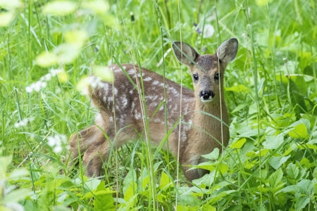 SÅRBAR: Rådyrkalven trykker hardt, og mange dør under slåtten. Foto: Paul Kleiven / NTB SÅRBAR: Rådyrkalven trykker hardt, og mange dør under slåtten. Foto: Paul Kleiven / NTB