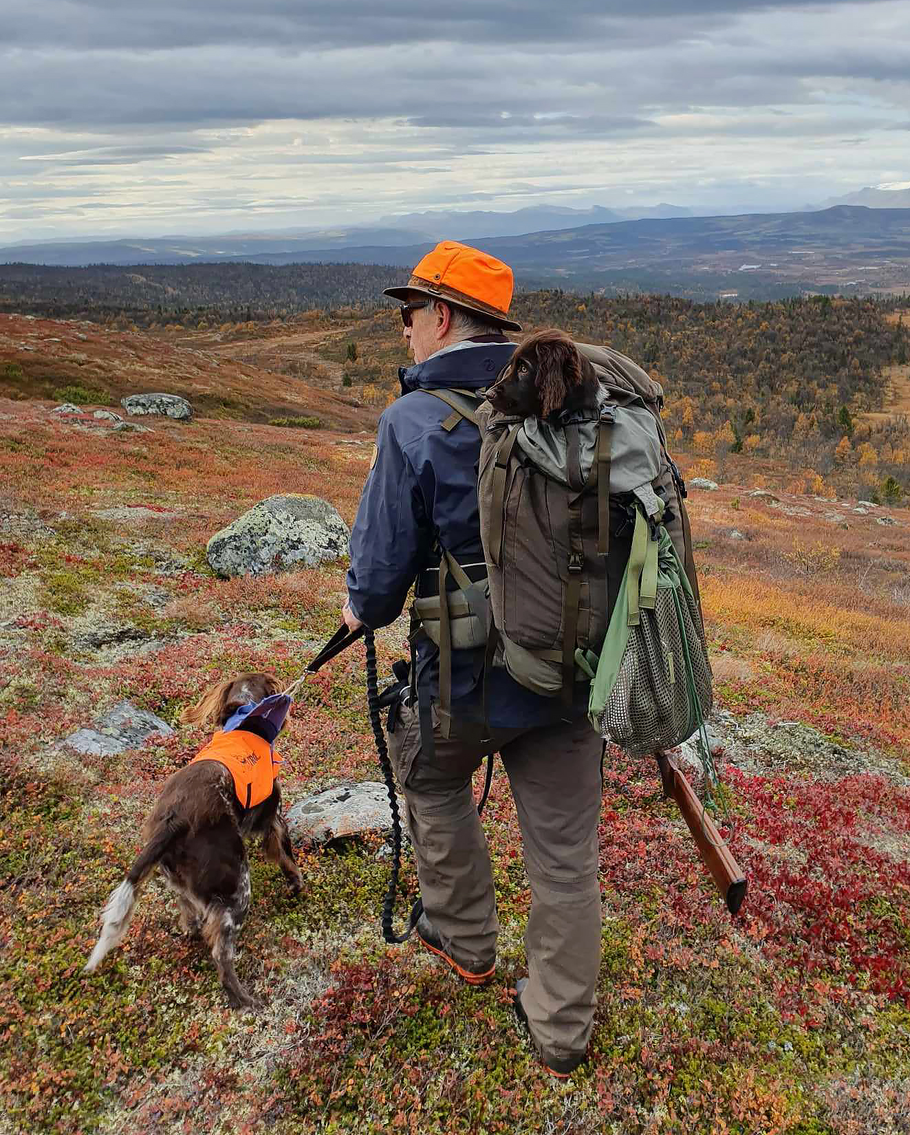 STÅENDE FUGLEHUND: Harald kjøpte sin første kleiner münsterländer for 29 år siden, siden har han holdt seg til rasen.