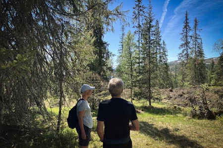 SKOGSTUR: Det er en helt egen opplevelse å ferdes i gammel naturskog. Det er andre lyder og lukter, og mer åpent på grunn av lysningene der trærne faller og blir liggende, skriver Truls Gulowsen. Foto: Privat meråker brug skog