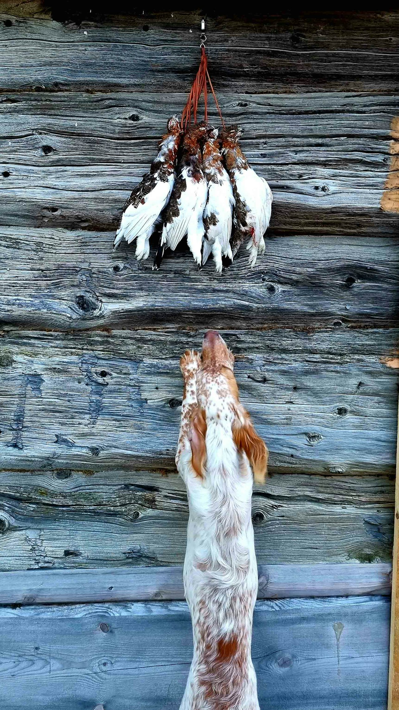 GOD LUKT: Engelsk setteren skulle nok ønske den var noen cm lengre. Foto: Lajla Eggen. Engelsk setter og liryper