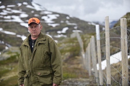 REETABLERING: – Sperregjerdet som skiller sone 1 og sone 2 må rives, og villreinen må tilbakeføres til sone 1 allerede kommende vinter, sier villreinutvalgsleder i Nordfjella villreinområde, Sigurd Vikesland.  REETABLERING: – Sperregjerdet som skiller sone 1 og sone 2 må rives, og villreinen må tilbakeføres til sone 1 allerede kommende vinter, sier villreinutvalgsleder i Nordfjella villreinområde, Sigurd Vikesland.