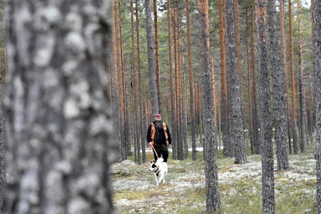 MER PROFESJONELLE: Det er for mange ettersøksekvipasjer i Norge og kvaliteten på dem er jevnt over for dårlig, mener Øyvind Juliussen fagleder for jakt, vilt og utmark i Skogkurs. MER PROFESJONELLE: Det er for mange ettersøksekvipasjer i Norge og kvaliteten på dem er jevnt over for dårlig, mener Øyvind Juliussen fagleder for jakt, vilt og utmark i Skogkurs.