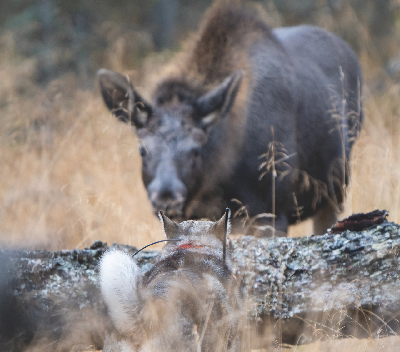 BLINKSKUDD: Ett av blinkskuddene i forrige runde av en heftig elglos. Foto: Joakim Ottosson. Elglos