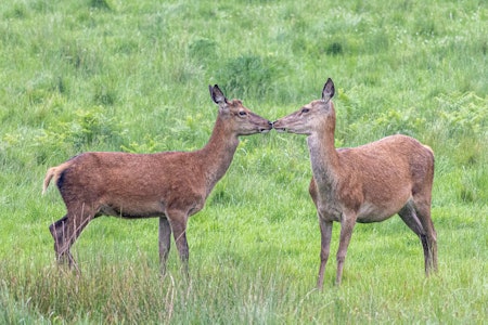 HJORTEVORTER: Hvordan papillomaviruset som forårsaker hjortevorter har kommet til Vestlandet er uvisst. Foto: Scanpix HJORTEVORTER: Hvordan papillomaviruset som forårsaker hjortevorter har kommet til Vestlandet er uvisst. Foto: Scanpix