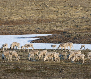 TILTAKSPLAN: Villreinen i Rondane, Snøhetta og Knutshø står under press. Regjeringens nye tiltaksplaner skal sikre både bestanden og framtidas jaktmuligheter. Arkivfoto: Erlend Haarberg / Samfoto TILTAKSPLAN: Villreinen i Rondane, Snøhetta og Knutshø står under press. Regjeringens nye tiltaksplaner skal sikre både bestanden og framtidas jaktmuligheter. Arkivfoto: Erlend Haarberg / Samfoto