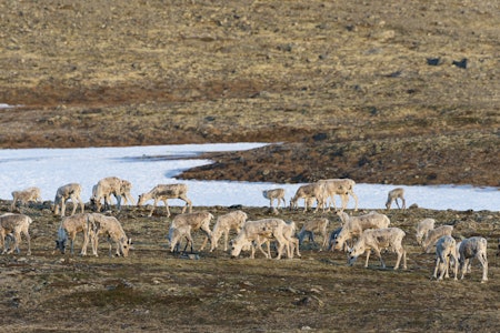 TILTAKSPLAN: Villreinen i Rondane, Snøhetta og Knutshø står under press. Regjeringens nye tiltaksplaner skal sikre både bestanden og framtidas jaktmuligheter. Arkivfoto: Erlend Haarberg / Samfoto TILTAKSPLAN: Villreinen i Rondane, Snøhetta og Knutshø står under press. Regjeringens nye tiltaksplaner skal sikre både bestanden og framtidas jaktmuligheter. Arkivfoto: Erlend Haarberg / Samfoto