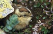 FLERE KYLLINGER: Når våren er varm, er alt godt, eller? Foto: Øystein Søbye / NN / Samfoto FLERE KYLLINGER: Når våren er varm, er alt godt, eller? Foto: Øystein Søbye / NN / Samfoto