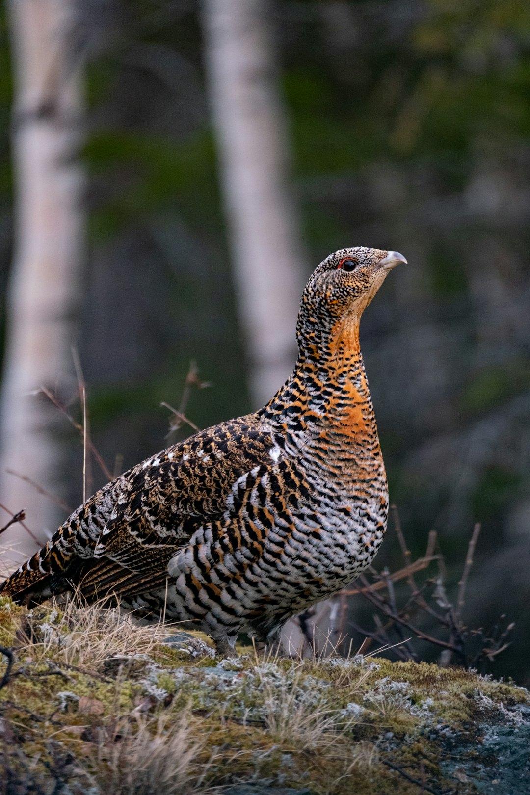 VAKKERT: Denne røya poserte foran kamera. Foto: Cathrine Aasrum. Røy