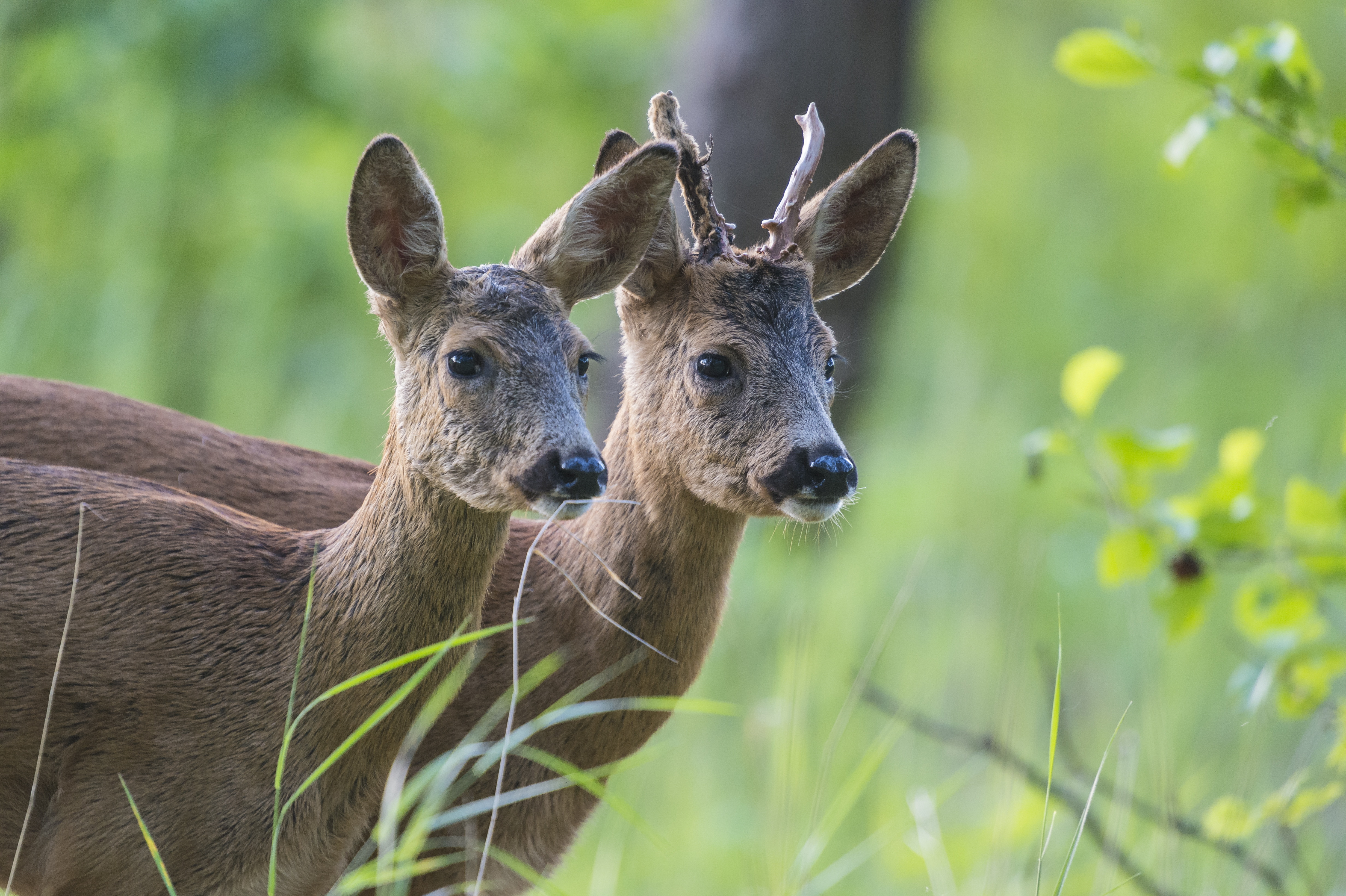 AUGUST: Kjerll-Erik Moseid har fulgt rådyrkillingene gjennom våren og forsommeren til august.