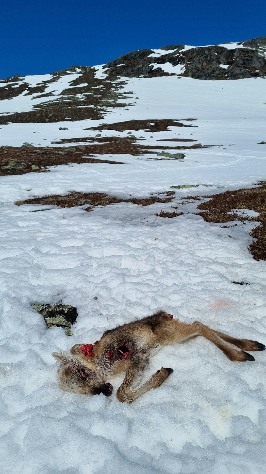 BJØRNEMAT: Her er en av de fire reinsdyrkalvene som ble tatt av bjørn på Kjerdelsfjellet den 22. mai, kort tid før Odd Bjørnar skjøt binna og de to fjorårsungene. (SNO/Miljødirektoratet) BJØRNEMAT: Her er en av de fire reinsdyrkalvene som ble tatt av bjørn på Kjerdelsfjellet den 22. mai, kort tid før Odd Bjørnar skjøt binna og de to fjorårsungene. (SNO/Miljødirektoratet)
