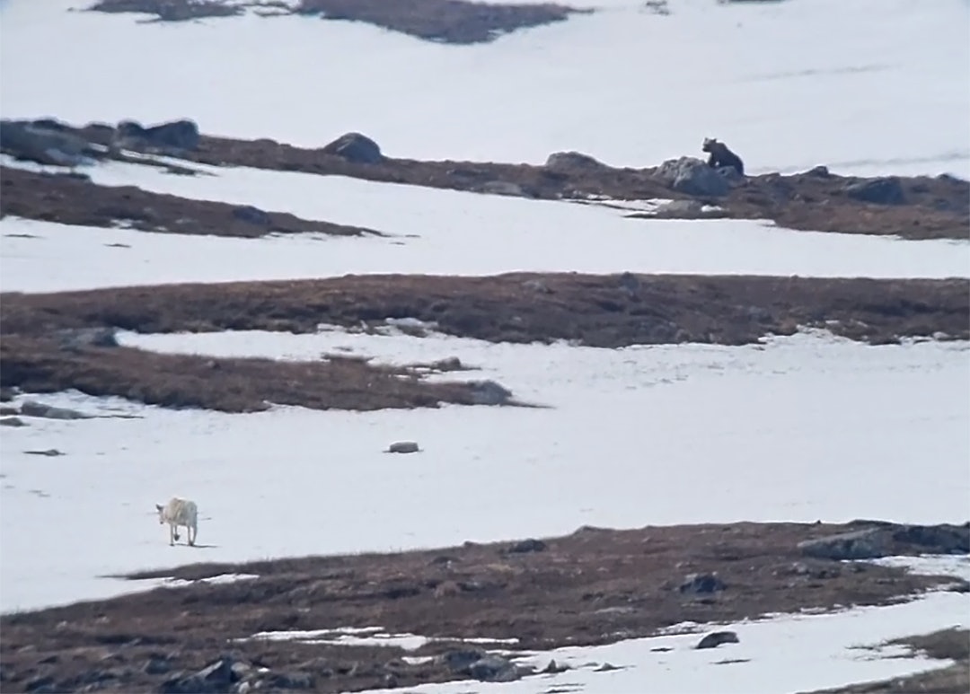 LOKKER PÅ KALVEN: Binna har oppdaget simla som lokker på reinsdyrkalven sin i Fiskløysdalen den 20. mai. (Foto: SNO/Miljødirektoratet) LOKKER PÅ KALVEN: Binna har oppdaget simla som lokker på reinsdyrkalven sin i Fiskløysdalen den 20. mai. (Foto: SNO/Miljødirektoratet)