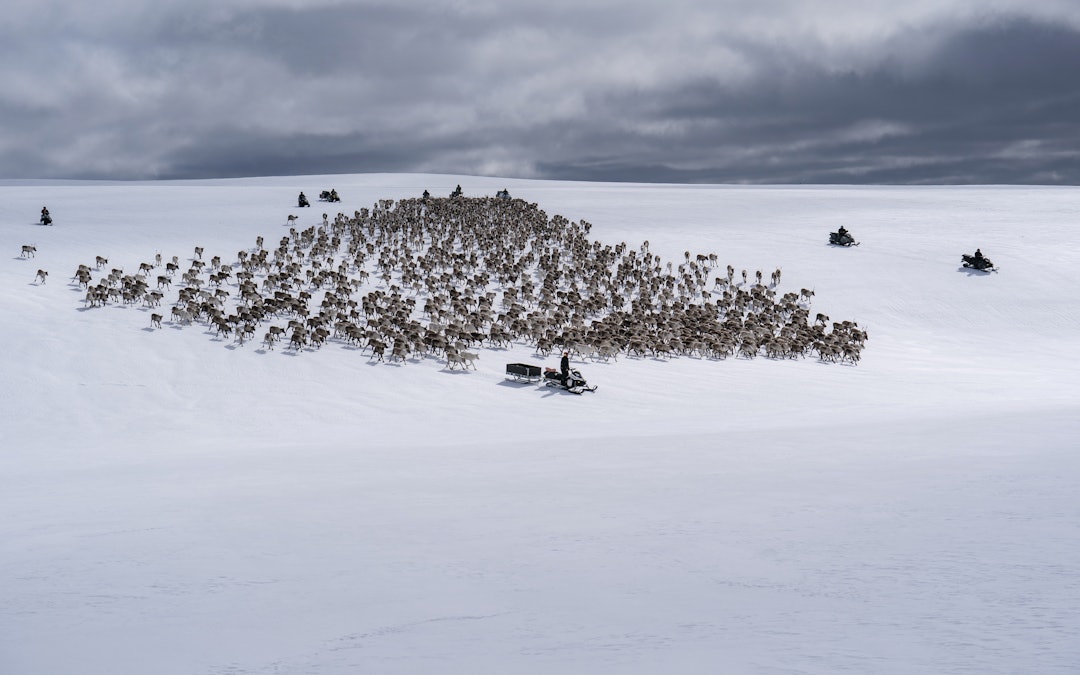 REINSDYRFLYTTING: Hele familien til Odd Bjørnar og venner er med når reinsdyrflokken skal flyttes fra vinterbeite i Sverige, til sommerbeite og kalvingslandet i Hestkjølområdet i Lierne. REINSDYRFLYTTING: Hele familien til Odd Bjørnar og venner er med når reinsdyrflokken skal flyttes fra vinterbeite i Sverige, til sommerbeite og kalvingslandet i Hestkjølområdet i Lierne.