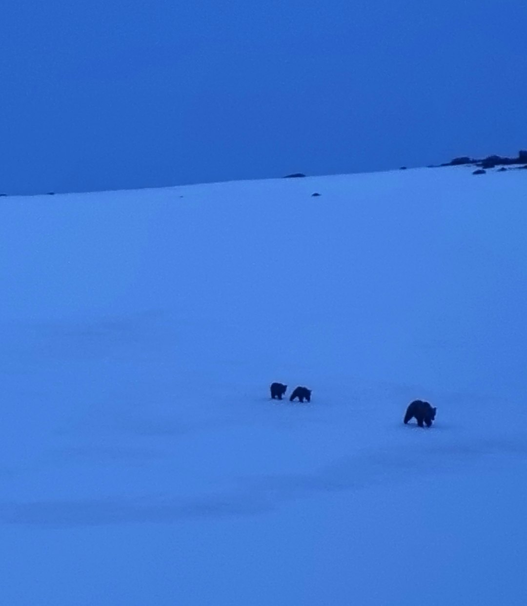TIL INGEN NYTTE: Den 21. mai, dagen etter at de ble jaget bort, var binna og to av fjorårsungene på vei tilbake til kalvingsområdet. (Foto: SNO/Miljødirektoratet) TIL INGEN NYTTE: Den 21. mai, dagen etter at de ble jaget bort, var binna og to av fjorårsungene på vei tilbake til kalvingsområdet. (Foto: SNO/Miljødirektoratet)