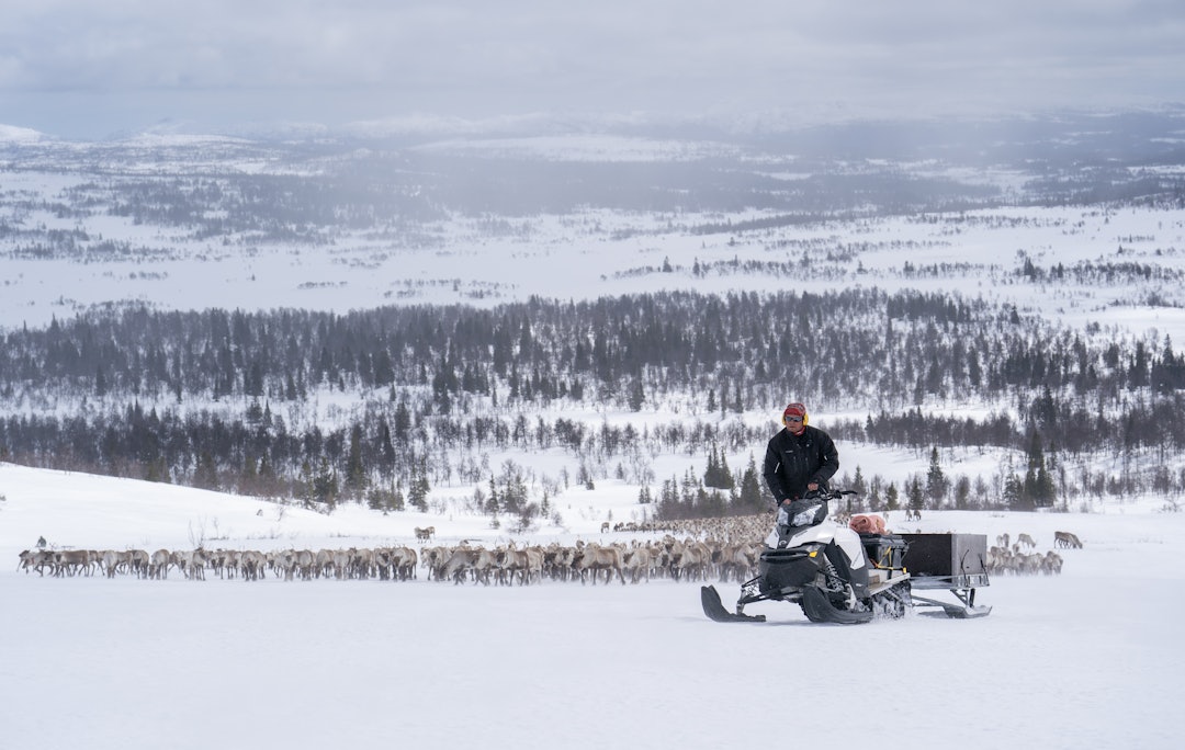 MAKTESLØS: Til tross for at han hadde gjort sitt beste for å holde bjørnen unna reinsdyrflokken og involvert myndighetene hele veien ble Odd Bjørnar Bjørkås dømt for bjørneskytingen. MAKTESLØS: Til tross for at han hadde gjort sitt beste for å holde bjørnen unna reinsdyrflokken og involvert myndighetene hele veien ble Odd Bjørnar Bjørkås dømt for bjørneskytingen.