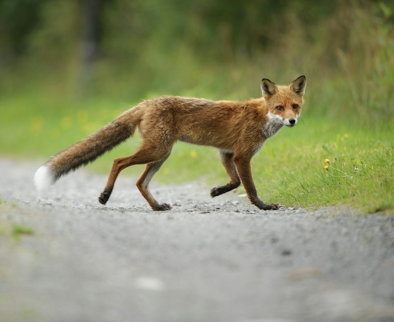 SPREDNING: Det er en stor fare for at revens dvergbendelorm finner veien til Norge, skriver Vitenskapskomiteen for mat og miljø i en ny rapport. Foto: Kai Jensen / NTB SPREDNING: Det er en stor fare for at revens dvergbendelorm finner veien til Norge, skriver Vitenskapskomiteen for mat og miljø i en ny rapport. Foto: Kai Jensen / NTB