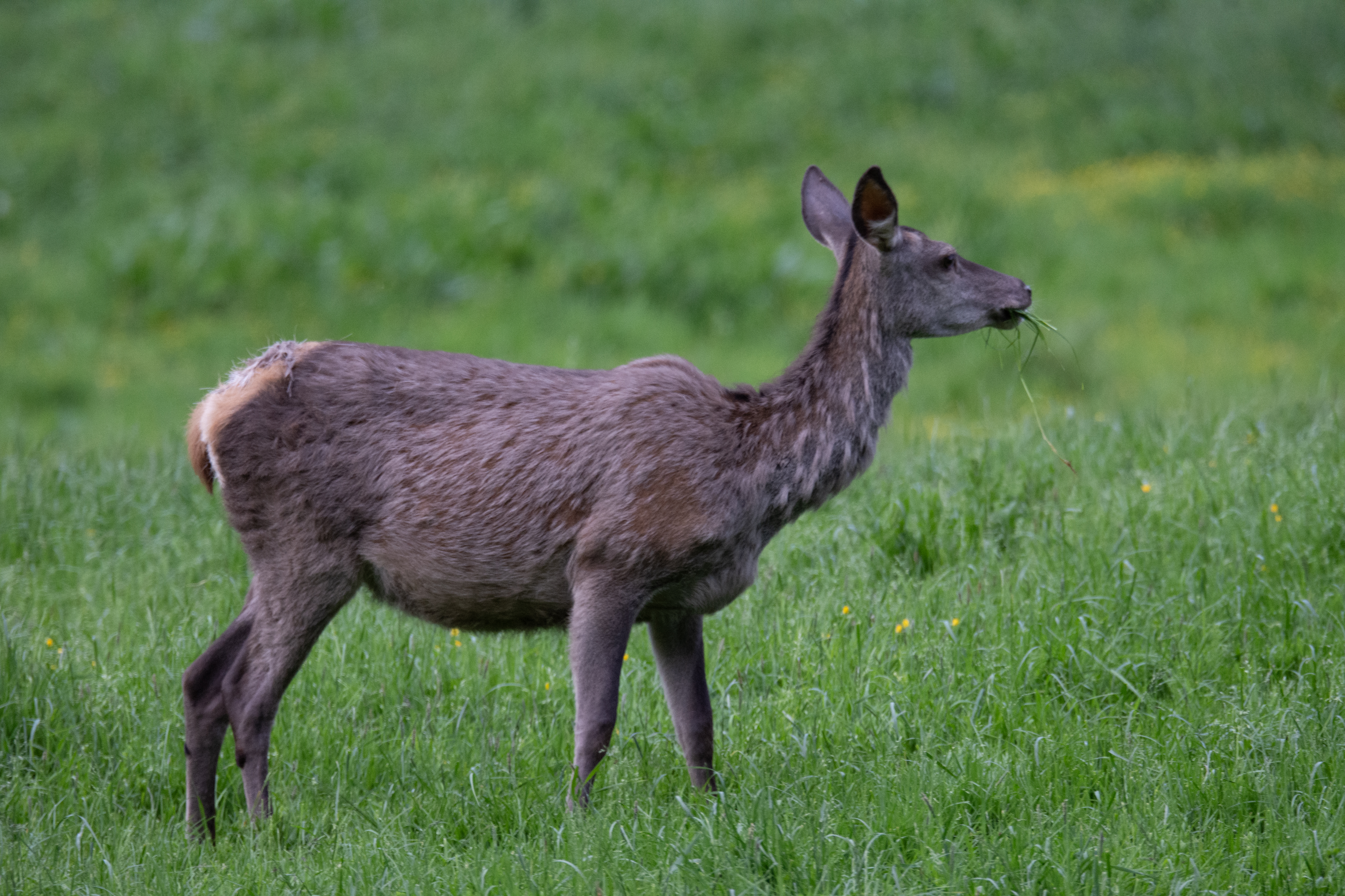 BEST GRESS: Hjorten beiter der gresset smaker best og det gjør gresst på de gårdene der det drives aktivt. Supergresset kommer opp der det gjødsles og sås aktivt. Dermed kommer hjorten i direkte konkurranse med husdyrproduksjonen.