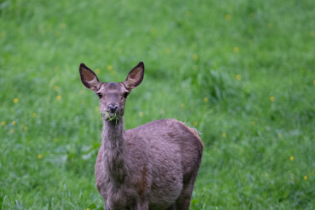 STOR STAMME: Med en stadig økende hjortestamme øker også problemene med lokalt store beiteskader. STOR STAMME: Med en stadig økende hjortestamme øker også problemene med lokalt store beiteskader.