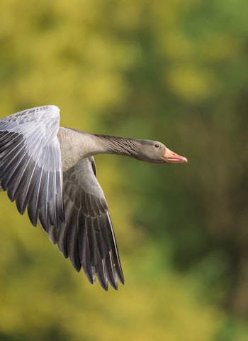 GRÅGÅS: Fra og med 21. juli kan man jakte grågås i Holmestrand, Færder, Sandefjord, Larvik, Skien og Porsgrunn kommuner. GRÅGÅS: Fra og med 21. juli kan man jakte grågås i Holmestrand, Færder, Sandefjord, Larvik, Skien og Porsgrunn kommuner.