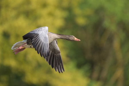 GRÅGÅS: Fra og med 21. juli kan man jakte grågås i Holmestrand, Færder, Sandefjord, Larvik, Skien og Porsgrunn kommuner. GRÅGÅS: Fra og med 21. juli kan man jakte grågås i Holmestrand, Færder, Sandefjord, Larvik, Skien og Porsgrunn kommuner.