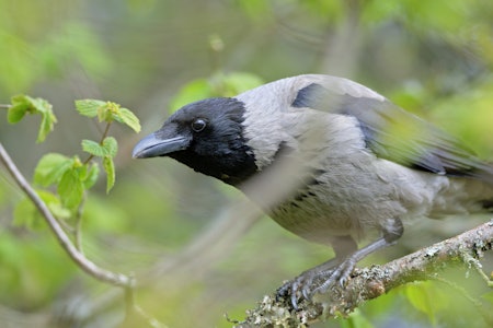 LUNEFULL: Kråkejakt er utfordrende, men ingen umulighet. Foto: Jan Rabben / NN / Samfoto LUNEFULL: Kråkejakt er utfordrende, men ingen umulighet. Foto: Jan Rabben / NN / Samfoto