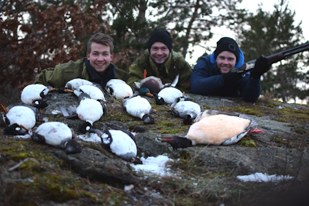 UTTELLING: Treffer du på andejakta kan det bli mye action. Foto: privat UTTELLING: Treffer du på andejakta kan det bli mye action. Foto: privat