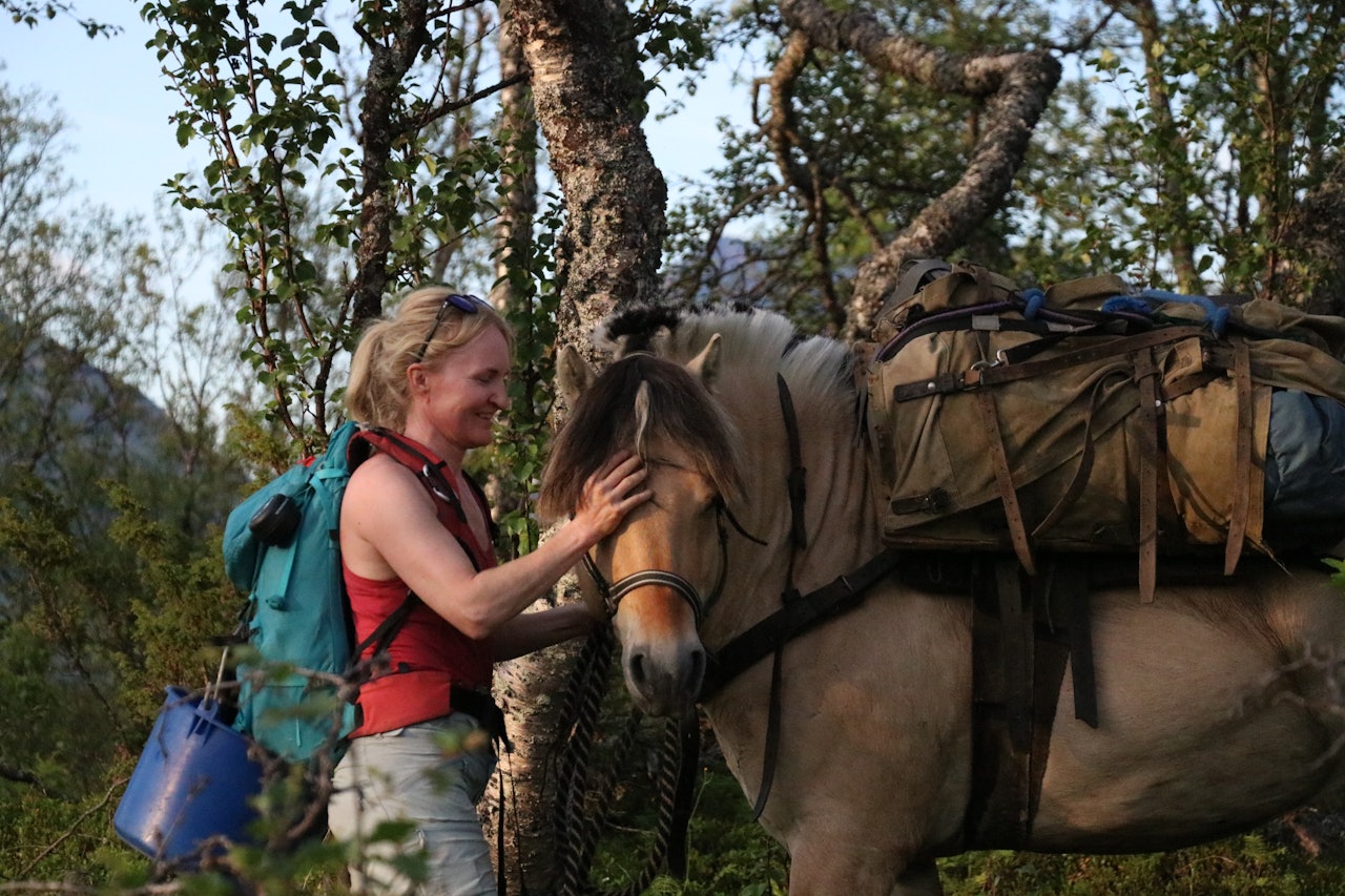 MUSKELBUNT FRA VESTERÅLEN: Turen går oppover lia, mens fuglene kvitrer i den lyse sommerkvelden. fjording kløvhest