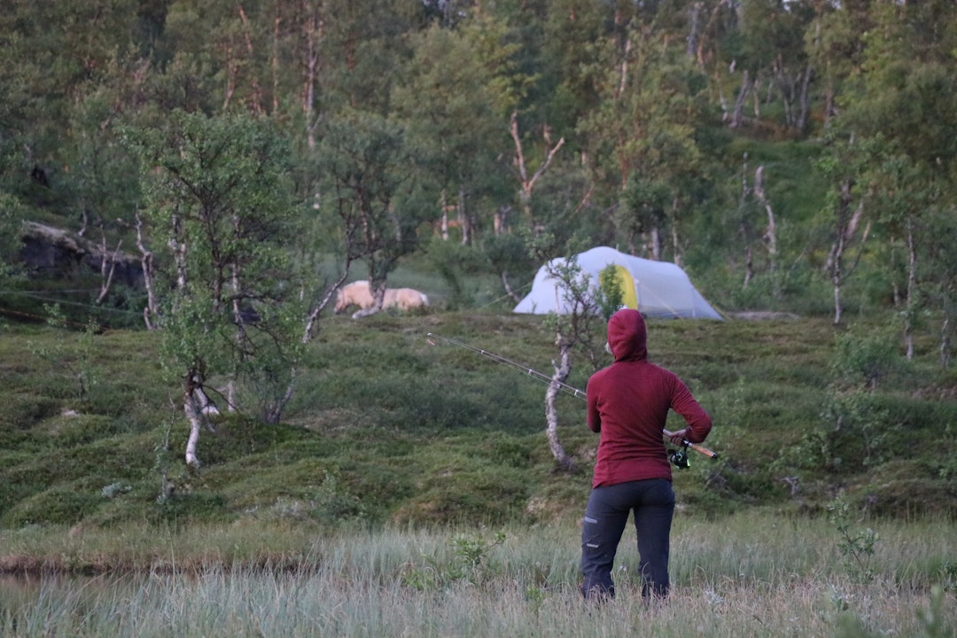 FISKEPLASS: Mira får en flott ørret rundt kiloen, ikke langt fra leiren vår. Foto: Kjell-Harald Myrseth telt og hest og fisketur